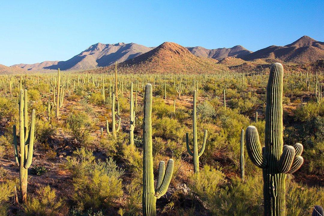La caza en Tlaxcala, México: Una guía esencial para cazadores, con información sobre especies, temporadas, regulaciones y consejos prácticos para disfrutar de una aventura cinegética única 