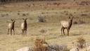 Utah cites hunters for killing wrong animals

Every year, multiple hunters are cited for killing the wrong animal in Utah during cow elk season. While many of the inciden