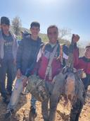 La Perdrix Gambra au Maroc : Une Chasse Authentique et Sauvage

Le Maroc, terre de contrastes et de traditions, offre une expérience de chasse unique : celle de la perdrix gambra (Alectoris barbara), aussi appelée perdrix de Barbarie. Oubliez les chasses formatées et aseptisées. Ici, l'aventure est au rendez-vous, au cœur de paysages arides et grandioses.

Une Chasse Exigeante, une Récompense Immense

La perdrix gambra n'est pas une proie facile. Elle est agile, méfiante et parfaitement adaptée à son environnement. Sa chasse demande de l'endurance, une bonne connaissance du terrain et une excellente condition physique. Oubliez les plaines monotones. Au Maroc, vous traquerez la perdrix dans des zones rocailleuses, des montagnes escarpées et des plateaux arides. C'est une chasse qui se mérite, mais la satisfaction de prélever un oiseau dans ces conditions est incomparable.

Saison et Méthodes : L'Art de la Traque

La saison de chasse à la perdrix gambra au Maroc s'étend généralement d'octobre à février. Les dates précises peuvent varier légèrement d'une année à l'autre, il est donc essentiel de se renseigner auprès des autorités locales ou des agences spécialisées.

Plusieurs méthodes sont utilisées, chacune offrant son lot de sensations :

La chasse au chien d'arrêt : C'est la méthode la plus prisée par les puristes. Elle exige une complicité parfaite avec votre chien, capable de débusquer les oiseaux dans les terrains les plus difficiles.

La chasse devant soi : Parfaite pour ceux qui aiment l'effort physique et la découverte. Vous parcourez le terrain, fusil à l'épaule, en guettant le moindre signe de présence.

La battue : Cette méthode, plus collective, peut être utilisée dans certaines zones. Elle permet de couvrir de plus grands espaces et d'augmenter les chances de succès.

Matériel et Équipement : L'Essentiel pour Réussir

Un fusil calibre 12 ou 20 est idéal, avec des cartouches adaptées à la perdrix (plombs de 6 à 8). Des vêtements résistants et confortables sont indispensables, ainsi que de bonnes chaussures de marche. N'oubliez pas de vous protéger du soleil (chapeau, lunettes) et de prévoir suffisamment d'eau, car les températures peuvent être élevées, même en hiver.

Combien ça coûte ?

Les prix des séjours de chasse à la perdrix gambra au Maroc varient en fonction de plusieurs facteurs :

La durée du séjour : Comptez généralement entre 3 et 7 jours.

Le type d'hébergement : Hôtels de luxe, riads traditionnels, bivouacs en pleine nature… Le choix est vaste.

Les services inclus : Guide de chasse, transport sur les zones de chasse, permis de chasse, etc.

En général, vous pouvez prévoir un budget allant de 1500 à 5000 euros pour un séjour de chasse à la perdrix gambra au Maroc. Comparez les offres et choisissez celle qui correspond le mieux à vos attentes et à votre budget.

Conseils de chasseurs à chasseurs :

Préparez-vous physiquement : La chasse à la perdrix au Maroc est exigeante.

Renseignez-vous sur la réglementation : Respectez les lois et les coutumes locales.

Choisissez un guide expérimenté : Il vous fera gagner un temps précieux et vous évitera bien des déconvenues.

Profitez du voyage : La chasse n'est qu'une partie de l'aventure.

La chasse à la perdrix gambra au Maroc est intimement liée à la culture locale. Les guides de chasse, souvent issus de familles berbères établies depuis des générations, partagent leur savoir-faire ancestral et leur connaissance intime de la nature. Ils sont les gardiens de traditions séculaires et les ambassadeurs d'un mode de vie respectueux de l'environnement.

Partager un repas traditionnel avec ces hommes et femmes, échanger des histoires autour d'un thé à la menthe, c'est s'immerger au cœur de l'âme marocaine.

La chasse à la perdrix gambra au Maroc est bien plus qu'une simple traque. C'est une aventure humaine, une immersion culturelle, et une rencontre authentique avec la nature. C'est un voyage inoubliable qui laissera une empreinte indélébile dans le cœur de ceux qui osent s'y aventurer.

Le Maroc vous attend. Préparez votre prochaine chasse!

https://m.uh.app/news/la-chasse-au-faisan-au-maroc-saison-meilleurs-endroits-pour-chasser-et_XDUzoOAKEe-0JKvWOtkCIg