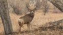 Drought impacts mule deer antler growth in Texas

Long-term drought has resulted in massive reverberations across the West. In Texas, it has impacted mule deer, particularly herds in the Panhandle and Trans-Pecos areas. With archery season already underway and general season on-deck in a just a couple of weeks, hunters should be aware that, this year, antler growth is below average even though herd health is still holding steady, according to the Texas Farm Bureau.

“I would say the chances of bagging a mule deer would probably be average, but the antler production is going to be quite a bit below average just because we didn’t have any moisture during the antler development time,” said Shawn Gray, Texas Parks and Wildlife Department (TPWD) mule deer and pronghorn program leader.

Low fawn production is also linked to “timely rains, and its impact on forages.” Currently, the average mule deer fawn crop in the Trans-Pecos and the Panhandle is 30% to 35%, which Gray acknowledges should sustain mule deer populations within the area with the potential for even a bit of growth.

“We get lower fawn crops, and so the production of the herd goes down,” said Gray. “I wouldn’t say it’s a historic decline or anything like that. It’s just the product of the current drought, but hopefully we’re going out of that.”

Mule deer archery season runs through Nov. 4. General season opens Nov. 19 in the Panhandle and Nov. 25 in the Trans-Pecos and Brewster, Pecos and Terrell counties.

Hunters should be aware of a newer mule deer antler restriction, which was established four years ago in the following counties, according to the Texas Farm Bureau: Andrews, Armstrong, Bailey, Briscoe, Castro, Childress, Cochran, Collingsworth, Cottle, Dawson, Donley, Floyd, Foard, Gaines, Hale, Hall, Hardeman, Hockley, Lamb, Lynn, Lubbock, Martin, Motley, Parmer, Randall, Swisher, Terry, Terrell and Yoakum. 

Hunters are only allowed to keep mule deer bucks with an outside antler spread of the main beams by 20” or more in an effort to “help maintain more natural mule deer sex rations in those counties,” according to Gray. 

“We had quite a bit of intensive buck harvest going on in the southeast Panhandle counties. There were six counties that we tried this experiment, and then we added Lynn County in the second year,” said Gray. “It was having an impact on the sex ratio, so there was becoming a lot more does than bucks, and the buck age structure was really, really young.”