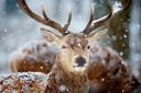 Deer, or deer, or deer, is a family of artiodactyl mammals containing 51 modern species.