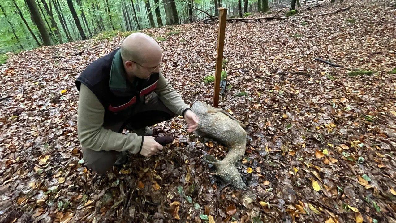 Jagd im HUNSRÜCK: Geographische und natürliche Besonderheiten, Jagdarten und Wildvorkommen, Jagdliche Traditionen und Jagdrechtliche Bestimmungen