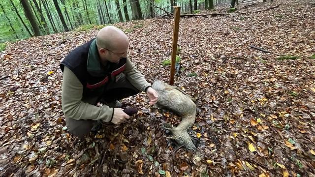 Jagd im HUNSRÜCK: Geographische und natürliche Besonderheiten, Jagdarten und Wildvorkommen, Jagdliche Traditionen und Jagdrechtliche Bestimmungen