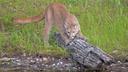 New initiative targets Colorado mountain lion hunting

What will the future of Colorado mountain lion hunting look like? A new petition filed with the Colorado Supreme Co
