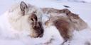 Hunting Can Be Good for Wildlife Populations – If Managed Correctly.

This may sound counterintuitive, but reducing the number of animals in a population can help the rem