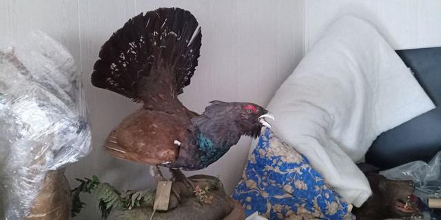 🛠Dmitry Popov visited his old taxidermist friend
