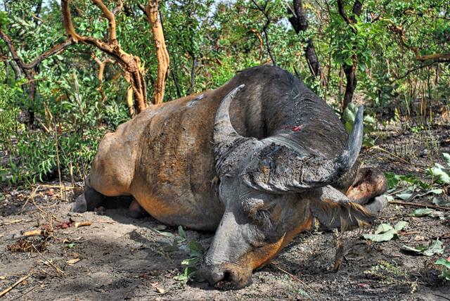 <strong>Hunting</strong> in Basse-Kotto: Exploring Specifics, Navigating <strong>Hunting</strong> Seasons, and Discovering Interesting Facts