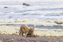 Labour accuses Government of being ‘complicit’ in trophy trade

Delays to the Hunting Trophies (Import Prohibition) Bill have led to accusations that Conservative peers a