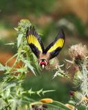 Por suerte cuando quiero fotografíar a un jilguero (Carduelis carduelis)Julio Barcelona no tengo ninguna dificultad en encontrarlos,otra cosa es el tipo de fotografía que pueda hacerle y que  quede lo mejor posible es un ave que por su colorido se presta a cualquier toma,pero la luz y lo que acompaña a la fotografía es primordial.un saludo