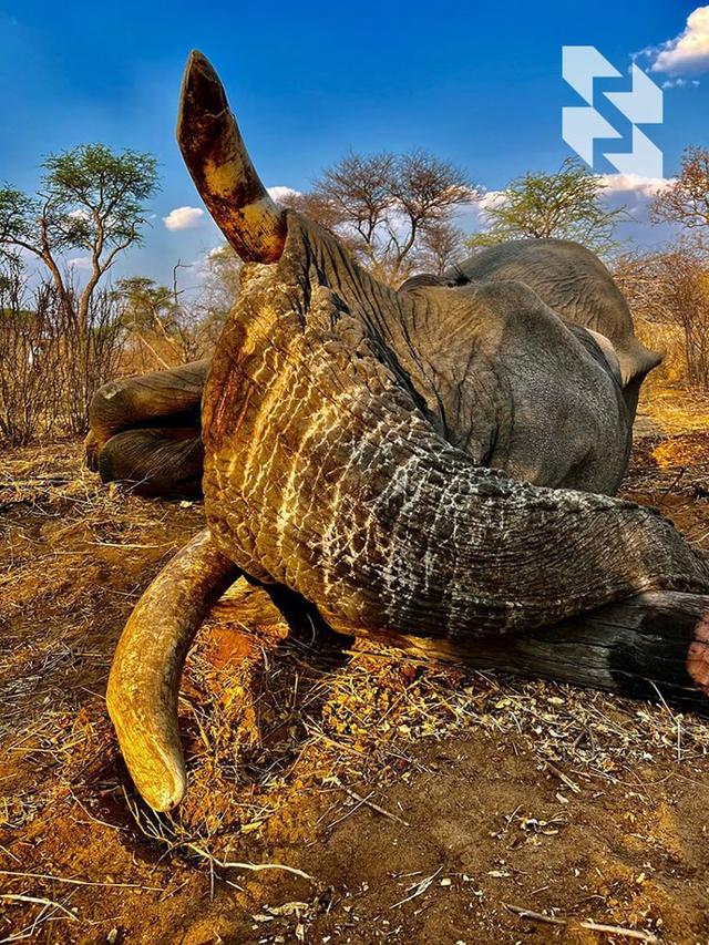Good news for elephant hunting enthusiasts 🐘