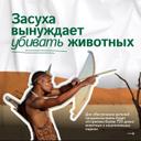 Ужасающая новость поступила из
Намибии

• Из-за засухи и неурожая в стране возник дефицит продовольствия. В этой ситуации, согласно конституции, власти обязаны использовать природные ресурсы для обеспечения нужд населения.
Однако методы, которые они избрали, поистине шокируют
Более 720 диких животных, обитающих в национальных парках Намибии, будут отстреляны ради мяса! Уже 83 слона лишились жизни, а дальше жертвами станут 300 зебр, свыше 200 антилоп, 60 буйволов и 30 бегемотов.
Чиновники пытаются оправдать эти зверства ростом численности животных
Но разве это
может служить оправданием такой жестокости?
Убийство сотен редких представителей фауны - варварский и недопустимый способ решения проблемы.
Экологи бьют тревогу, опасаясь катастрофических последствий для всей экосистемы Намибии. А мы можем только выразить глубочайшее сожаление и негодование по поводу происходящего бо
Надеемся, что здравый смысл восторжествует, и эта бойня будет остановлена!

#намибия #засуха #отстрел #зверства #дикиеживотные #экология