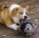Racen opstod i Wales, hvor den blev en af ​​de første hyrdehunde. Walisisk Corgis blev udbredt i det 20. århundrede. Grundlaget for avlen af ​​racen var sandsynligvis den svenske Vallhund (Wesgot Spitz) eller den islandske hund.

Ifølge en af ​​legenderne, der forklarer udseendet af disse hunde, blev hvalpe givet til mennesker af feer, der brugte racen som slædehunde. Sådan forklarer tilhængere af versionen det sadelformede mærke på bagsiden af ​​Pembroke Welsh Corgi.

Ifølge en anden walisisk legende blev to hvalpe, der sad på et væltet træ i skoven, fundet af bondebørn og bragt hjem.

Welsh Corgis tilhører hyrdefamilien, selvom de er ret miniature. Deres korte statur giver dem mulighed for behændigt at undvige hove og horn under hyrdearbejde.

Selvom hundene viste sig at være ret attraktive fra opdrætternes synspunkt, forblev de ukendte for en bred kreds i lang tid. Det var først i 1892, at corgis første gang deltog i en udstilling, hvor de blev bemærket. Derefter udviklede racen sig hurtigt og spredte sig hurtigt over hele verden.

Hundene blev mest berømte, fordi hertugen af ​​York (den fremtidige kong George VI af Storbritannien) i 1933 gav walisiske Corgi-hvalpe til sine døtre Elizabeth (senere Elizabeth II) og Margaret Rose.
