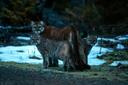 Here’s a wild mountain lion and her two kittens that I photographed a few years ago near Terrace, BC. This still remains the most incredible wildlife encounter I’ve ever 