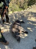 Chasse au Sanglier au Maroc : Tarifs, Saison de Chasse, Régions

La chasse au sanglier au Maroc est une activité de plein air qui attire de nombreux passionnés, tant locaux qu’internationaux. Le sanglier marocain, une espèce emblématique, offre une expérience de chasse unique dans les paysages variés et pittoresques du pays.

Sanglier Marocain

Le sanglier marocain (Sus scrofa) est une sous-espèce qui se distingue par sa robustesse et sa résistance. Il habite principalement les forêts, les montagnes et les zones boisées du Maroc. Cet animal, bien que parfois perçu comme nuisible par les agriculteurs en raison de ses incursions dans les cultures, est également respecté pour son rôle dans l'écosystème. La chasse au sanglier permet de réguler sa population, tout en offrant une viande appréciée, notamment dans la gastronomie locale.

Chasse Sanglier Maroc : Tarifs

Les tarifs pour la chasse au sanglier au Maroc varient en fonction de plusieurs facteurs, tels que la durée de la chasse, le type de forfait choisi, et la région. En moyenne, les prix peuvent osciller entre 1 000 et 3 500 dirhams par jour, incluant souvent l'accompagnement par un guide expérimenté. Certains organiseurs proposent des forfaits comprenant plusieurs jours de chasse, l'hébergement et les repas, ce qui peut représenter un bon rapport qualité-prix pour les amateurs.

Saison de Chasse au Sanglier du Maroc

La saison de chasse au sanglier au Maroc commence généralement à la fin de l’été et se prolonge jusqu’au début du printemps. Les périodes idéales peuvent varier selon les régions, mais il est courant de chasser entre septembre et février. Cette saison coïncide avec des conditions climatiques favorables et une meilleure visibilité pour les chasseurs. Il est important de respecter la législation locale et les quotas de chasse pour garantir la durabilité de cette pratique et la conservation des espèces.

Régions pour la Chasse au Sanglier du Maroc

Le Maroc offre plusieurs régions prisées pour la chasse au sanglier, chacune avec ses propres caractéristiques géographiques et écologiques. Parmi les meilleures destinations figurent :

Rif : Les montagnes du Rif, avec leurs forêts denses, constituent un habitat naturel idéal pour le sanglier.

Atlas : La région du Haut Atlas, connue pour ses paysages variés, est réputée pour ses trophées de grande qualité.

Souss : Cette région offre des forêts et des zones montagneuses, attirant de nombreux chasseurs chaque saison.

Gorges du Dadès : Ce lieu pittoresque est non seulement magnifique, mais abrite également une bonne population de sangliers.

Chasser le sanglier au Maroc ne se résume pas seulement à la quête du Trophée, c’est aussi une immersion dans la nature, une opportunité de se connecter avec les traditions locales et de partager des moments inoubliables entre amis ou en famille. La responsabilité et le respect de l’environnement au Maroc doivent  cependant rester au cœur de cette pratique. 

#Chasse_au_sanglier #Maroc #Tarifs

https://m.uh.app/news/ouverture-de-la-saison-de-chasse-2025-dans-la-region-beni-mellal_uvrUQNfzEe-vd_OME5A4cg