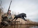 America's Duck Dog: The Labrador Retriever
The Labrador retriever is the most well-known of all the sporting group breeds, so much so that it is commonly seen as a family