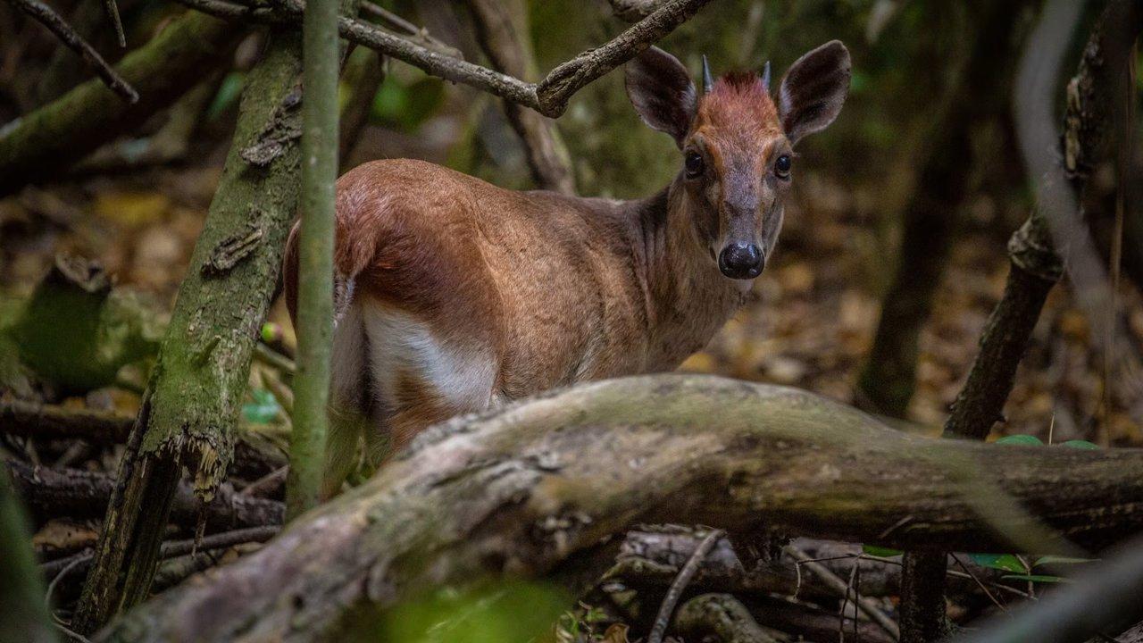 Designated Hunting Months in Mjini Magharibi: Regional Guidelines, Hunting License Application Process, Penalties for Off-Season Hunting, Recommendations on Timing, Gear, and Tactics