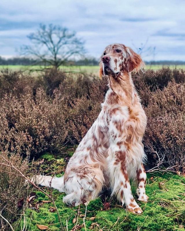 The English Setter: A Gentleman's Gun Dog – History, Hunting Prowess, and Care
