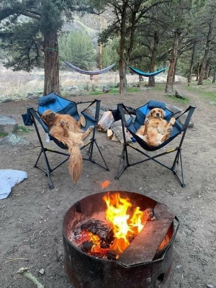 Pups seem to be enjoying the camping trip