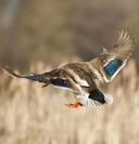 Duck Hunting in Morocco: A Complete Field Guide for Waterfowl Hunters 🦆

Duck hunting in Morocco is a hidden gem for wingshooters who crave wild landscapes, migratory birds, and authentic field experiences. With its mix of coastal wetlands, inland marshes, and river systems, Morocco offers a surprisingly rich habitat for ducks migrating between Europe and Africa. This guide breaks down everything you need to know—from species and migration patterns to hunting methods, prime locations, seasons, and pricing for locals and foreign hunters.

---

🐦 Duck Species Found in Morocco

Morocco hosts a variety of migratory ducks during the winter season. The most commonly hunted species include:

• Mallard (Anas platyrhynchos) – The most widespread and abundant duck in Morocco’s wetlands.
• Northern Pintail (Anas acuta) – Sleek and fast-flying, often found in coastal lagoons.
• Common Teal (Anas crecca) – Small, agile, and often hunted in mixed flocks.
• Northern Shoveler (Anas clypeata) – Recognizable by its broad bill, common in shallow marshes.
• Gadwall (Mareca strepera) – Less flashy but excellent table fare.
• Ferruginous Duck (Aythya nyroca) – Less common, protected in some zones.

These ducks migrate from northern Europe and Russia, using Morocco as a wintering ground or stopover. Populations vary annually depending on rainfall, temperature, and habitat conditions.

---

🗺️ Prime Duck Habitats Across Morocco

1. Merja Zerga Lagoon (Kenitra Region)

• Morocco’s most famous wetland for waterfowl
• Dense reed beds, shallow bays, and open water
• Hosts thousands of ducks during peak migration
• Requires permits and local guide coordination

2. Souss-Massa National Park (Agadir Region)

• Coastal lagoons and estuaries
• Pintail and teal are common here
• Hunting allowed only in designated zones with strict oversight

3. River Camp Morocco (Benslimane, Meknes, Middle Atlas)

• Private hunting concession with 5,000 hectares
• Includes lakes, rivers, and grain fields
• Mallards dominate, with mixed flocks of teal and shoveler
• River Camp official site

4. Tadla Plains & Azilal Wetlands

• Inland marshes and irrigation canals
• Ideal for morning flight hunts
• Less pressure, more natural movement

---

🗓️ Duck Hunting Season in Morocco

• Season Duration: October to late March
• Peak Months: November to January
• Hunting Days: Friday to Monday only (closed Tuesday–Thursday)
• Legal Hours: Sunrise to sunset
• Bag Limits: Vary by region; typically 5–10 ducks/day

Hunters must confirm local quotas and species restrictions with their outfitter or the Agence Nationale des Eaux et Forêts.

---

🎯 Hunting Methods

1. Morning Flight Shooting

• Hunters set up near water sources before dawn
• Ducks arrive in small flocks at first light
• Shots are fast and overhead—requires quick reflexes

2. Pass Shooting

• Used in open terrain or near flyways
• Hunters intercept ducks moving between feeding and roosting zones
• Ideal for pintail and teal

3. Decoy Hunting

• Less common but growing in popularity
• Mallards respond well to decoys in quiet ponds
• Requires concealment and calling skills

4. Walk-and-Wait

• Hunters move slowly along marsh edges
• Flush ducks from cover or wait near feeding zones
• Best for solo hunters or small groups

---

🧾 Licensing & Legal Requirements

• Moroccan Hunting License: Required for all hunters
• Species-Specific Permit: Issued per hunt zone and species
• Insurance Certificate: Mandatory
• Firearm Import Permit: Required for foreign hunters bringing shotguns
• Ammo Restrictions: Lead shot may be restricted in wetlands; use steel or bismuth

---

💰 Pricing for Locals & Tourists

For Moroccan Residents:

• License & Insurance: ~300–500 MAD/year
• Daily Hunt (DIY): ~200–400 MAD
• Club Memberships: Optional, ~1,000–2,000 MAD/year

For Foreign Hunters:

• 3-Day Package: €1,700–€2,500• Includes lodging, meals, guides, dogs, transfers

• Extras:• License & insurance: €100–€150
• Ammo: €100/250 shells
• Gun rental: €30–€50/day
• Tips: €10–€20/day for guides

---

🧭 Final Thoughts

Duck hunting in Morocco is a blend of wild nature, migratory bird science, and traditional fieldcraft. It’s not a high-volume shoot like Argentina or Eastern Europe—but it’s authentic, scenic, and deeply rewarding. Whether you’re calling mallards into a quiet pond at River Camp or intercepting teal over the Merja Zerga Lagoon, Morocco offers a waterfowl experience that’s as real as it gets.