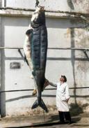 Beluga 500 kg. The Sea of Azov. 1956.

The Azov beluga is a subspecies that is on the verge of extinction. It is included in the Red Book of the Russian Federation.

Azov