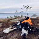 Dunker Hunting Dog: A Rugged Norwegian Tracker for Hare and More 🐾

The Dunker hunting dog, also known as the Norwegian Hound, is one of the most underrated yet highly capable scent hounds in the world. Developed in the 19th century by Captain Wilhelm Dunker, this breed was specifically designed to hunt Eurasian mountain hare in the harsh terrain and freezing winters of Norway. Today, the Dunker remains a rare but treasured companion among hunters who value endurance, honesty in tracking, and a strong voice in the field.

---

🎯 What Game Can the Dunker Hunt?

The Dunker is primarily bred for hare hunting, but its versatility allows it to pursue a variety of small and medium-sized game:

• 🐇 Eurasian mountain hare — the breed’s specialty; Dunkers are known for their ability to track hare scent over long distances and through snow.
• 🦊 Red fox — with proper training, Dunkers can be used to track and bay foxes.
• 🐈 Lynx — in rare cases, experienced Dunkers have been used to locate lynx in Scandinavian forests.
• 🐦 Upland birds — while not a pointer or retriever, some Dunkers have been trained to flush and track pheasants and grouse.

Their keen nose, strong prey drive, and vocal tracking style make them ideal for solo hunting in dense forests and mountainous terrain.

---

🌍 Where Are Dunkers Most Commonly Found?

The Dunker hunting dog is native to Norway and remains largely confined to Scandinavia, especially:

• 🇳🇴 Norway — the breed’s homeland and primary hunting ground.
• 🇸🇪 Sweden — some breeders and hunters use Dunkers for hare and fox.
• 🇫🇮 Finland — limited presence, mostly among enthusiasts of Nordic breeds.

Outside of Scandinavia, the Dunker is virtually unknown, making it a national treasure among Norwegian hunters. The breed is rarely exported and is not commonly found in North America or Western Europe.

---

🧬 Breed Characteristics and Care Dunker Hunting Dog

Physical Traits:

• Size: Medium (18–22 inches tall, 35–45 lbs)
• Coat: Dense, straight, and weather-resistant; typically black or blue merle with fawn and white markings
• Eyes: Often pale blue or “glass-eyed,” a signature trait
• Build: Athletic, with strong legs and “paws of steel” for icy terrain

Temperament:

• Gentle and sociable with humans and other dogs
• Independent and determined in the field
• High prey drive, especially toward small animals

Care Tips:

• Exercise: Minimum 60–90 minutes daily; hunting or tracking work is ideal
• Grooming: Weekly brushing; check ears regularly for infection
• Diet: High-protein food to support stamina and muscle tone
• Health: Generally robust; some lines may carry genetic deafness, so hearing tests are recommended

---

🐕‍🦺 How to Train a Dunker for Hunting

Training a Dunker requires patience, consistency, and field exposure. These dogs are intelligent but can be stubborn — their nose often overrides obedience.

Early Training:

• Begin with basic obedience: recall, heel, and stay
• Use positive reinforcement — harsh methods reduce trust
• Socialize with other dogs and humans early to reduce anxiety

Hunting Preparation:

• Introduce scent trails using hare or fox scent
• Practice tracking exercises in varied terrain
• Use voice commands consistently — Dunkers respond well to vocal cues

---

🏞️ Field Conditioning and Exercises

To prepare a Dunker for real hunts, focus on nataska — the Russian term for field conditioning:

1. Scent Work: Lay artificial trails with game scent and reward successful tracking.
2. Endurance Runs: Long hikes or jogs in forested areas build stamina.
3. Voice Training: Encourage barking on scent trail to simulate real chase behavior.
4. Cold Exposure: Gradual acclimation to cold weather improves performance in snow.

These exercises should begin at 6–8 months of age and continue regularly. Dunkers thrive when they have a job — boredom leads to destructive behavior.

---

🐾 Unique Hunting Style and Field Behavior

Dunker hunting dogs are known for their “honest voice” — they bark only when on true scent, not false trails. This helps hunters “read the chase”:

• Fast, wide search pattern — Dunkers cover large areas independently
• Scent unraveling — they can decode complex scent puzzles left by hares
• Vocal tracking — barking intensity indicates proximity to game
• Solo hunting — unlike pack hounds, Dunkers are run individually in Norway

Their ability to hunt in deep snow, icy terrain, and dense forest makes them invaluable in Nordic conditions.

---

🧠 Advanced Training Techniques

• Cold Scent Discrimination: Dunkers excel at unraveling complex scent trails left overnight. You could explain how to train them to distinguish fresh vs. cold scent — a skill vital for hare hunting.
• Solo vs. Pack Work: In Norway, Dunkers are run solo due to legal restrictions. Highlight how this affects training and the dog’s independence in the field.

---

📜 Breed Preservation & Genetics

• Population Status: Only ~150 Dunker puppies are born annually A. Discuss the breed’s rarity and efforts to preserve genetic diversity.
• Deafness Risk: Due to historical inbreeding, some Dunkers carry a gene linked to congenital deafness B. Responsible breeders now test for this — worth mentioning for prospective owners.

---

🐾 Field Behavior Insights

• “Honest Voice”: Dunkers bark only when on true scent. You could explain how hunters interpret bark cadence to gauge distance and direction of the quarry.

✅ Final Thoughts: Why Hunters Choose the Dunker

The Dunker hunting dog is not for everyone — it’s a breed for serious hunters who value tradition, endurance, and a strong bond with their dog. While rare outside Norway, those who hunt with a Dunker often describe it as:

• “A dog that never quits”
• “Honest in the chase”
• “Built for the forest and the snow”

If you’re looking for a hardy, intelligent, and loyal hunting companion, and you’re willing to invest in proper training and care, the Dunker may be the perfect fit.