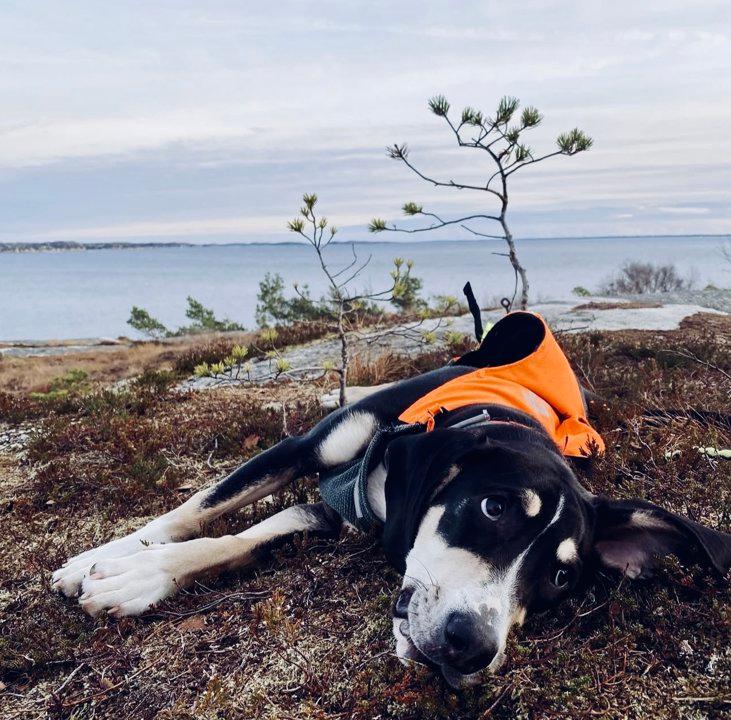 Dunker Hunting Dog: A Rugged Norwegian Tracker for Hare and More 🐾