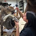 Just a little throwback Thursday to this candid shot of Shannon working on this beautiful relaxed mountain lion we recently featured. Details matter on a cat, and Shannon