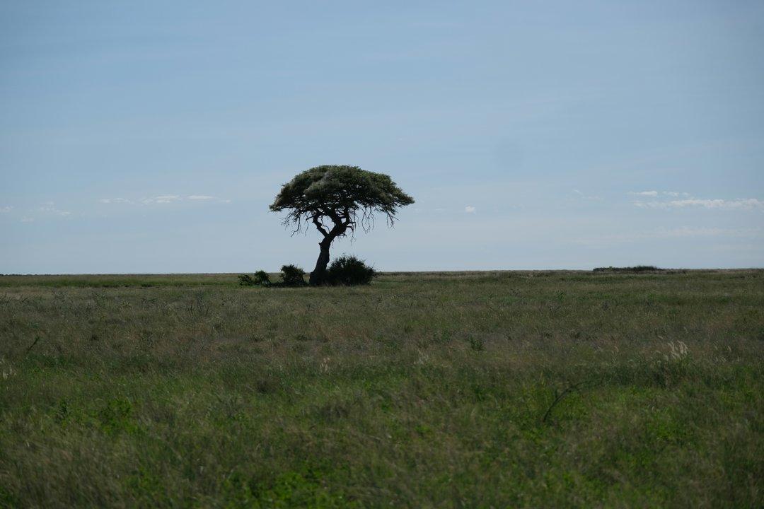 Hunting in GAZA: A Complete Guide to Wildlife, Traditions, Regulations, and Unique Hunting Experiences in Mozambique’s Vast Wilderness