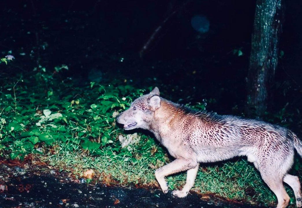 日本は、鹿、イノシシ、サルによる被害を減らすために、オオカミの人口を復活させたいと考えています。 オオカミは100年以上前にライジングサンの土地で絶滅したので、他の動物は全国の農業コミュニティにとって大きな問題となっています。 農作物や牧草地を破壊し、農業に悪影響を及ぼし、農業に数十億円の被害をもたらします。  日本のオオカミ（シャーマヌ）は、日本の島々に生息していた一般的なオオカミ（Canis lupus）の2つの絶滅した亜種の1つです。 受け入れられた分類では、この用語は北海道の島に住んでいた北海道オオカミ（エゾウルフ）を指します。 第二の亜種は、ホンドオオカミ（Canis lupus hodophilax）または本州オオカミです。