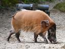 愛媛県で楽しむ狩猟：イノシシやシカが生息する山岳地帯

愛媛県は、四国地方の西部に位置し、豊かな自然と多様な野生動物が生息する狩猟の名所です。特に、野生イノシシの生息数が多いことで知られ、狩猟愛好家にとって魅力的なフィールドが広がっています。この記事では、愛媛県での狩猟の魅力、地理的特徴、狩猟可能な動物、そして地域に根付く狩猟の伝統について詳しく解説します。
愛媛県の地理的・自然的特徴
愛媛県は、四国山地に囲まれた地形が特徴的で、山々が連なる地域には深い森林と豊かな自然が残されています。特に、石鎚山や四国カルストなどの名所が広がる山間部は、多くの野生動物が生息する環境が整っています。また、瀬戸内海に面した海岸線沿いには湿地帯や草原が広がり、カモやキジなどの鳥類も多く見られます。これらの地域は、狩猟愛好家にとって理想的な環境を提供しています。
野生イノシシの狩猟
愛媛県は、野生イノシシの生息数が多いことで知られており、特に山間部の森林地帯では、イノシシを追う狩猟が盛んです。イノシシは、年間を通じて狩猟が可能ですが、特に秋から冬にかけてが最盛期です。この時期は、イノシシが冬に備えて栄養を蓄えるため、活動が活発になります。
山間部での狩猟は、自然との一体感を味わえることが最大の魅力です。深い森林と起伏に富んだ地形は、野生動物にとって理想的な生息地となっています。しかし、地形が険しいため、装備や体力の準備が欠かせません。また、天候の変化が激しいため、十分な準備と注意が必要です。
愛媛県の狩猟団体とクラブ
愛媛県には、狩猟愛好家が集まる団体やクラブが存在します。これらの団体は、狩猟技術の向上や情報交換の場として重要な役割を果たしています。例えば、愛媛県猟友会は、狩猟免許の取得支援や狩猟に関する講習会を開催しており、初心者からベテランまで幅広い層が参加しています。また、地域によっては、狩猟クラブが組織されており、定期的に狩猟ツアーや交流会が行われています。
これらの団体やクラブは、狩猟愛好家同士の絆を深め、地域の狩猟文化を守る役割も担っています。特に、若手の狩猟愛好家を育成するための取り組みも行われており、持続可能な狩猟を目指しています。
愛媛県の狩猟の伝統
愛媛県は、古くから狩猟が盛んな地域として知られています。特に、山間部の地域では、狩猟が生活の一部として根付いてきました。伝統的な猟法として、罠猟や犬を使った狩猟が今も受け継がれています。また、地域によっては、狩猟で得た獲物を料理に活用する文化も残っています。例えば、イノシシの肉を使った「ぼたん鍋」は、愛媛県の冬の風物詩として親しまれています。
また、愛媛県では、狩猟を通じて自然環境の保護や野生動物の管理にも力を入れています。特に、イノシシによる農作物への被害が問題となっている地域では、狩猟が害獣駆除の一環として重要な役割を果たしています。

#愛媛県狩猟#野生イノシシ#イノシシ狩り#シカ狩り#カモ猟#キジ狩り#石鎚山#四国カルスト#狩猟シーズン#自然保護#狩猟愛好家#山岳狩猟#伝統的狩猟#害獣駆除
#愛媛の自然#狩猟文化
福岡の狩猟スポット徹底解説：田園地帯と山間部の野生動物

福岡県は、九州地方の北部に位置し、都市部と田園地帯が共存する地域です。豊かな自然と多様な野生動物が生息する環境が整っており、狩猟愛好家にとって魅力的なフィールドが広がっています。この記事では、福岡県での狩猟の魅力、地理的特徴、狩猟可能な動物、そして地域に根付く狩猟の伝統について詳しく解説します。
福岡県の地理的・自然的特徴
福岡県は、九州地方の北部に位置し、都市部と田園地帯が共存する地域です。県内には、筑紫平野が広がり、特に田園地帯が多く見られます。一方で、県西部には脊振山地が広がり、山間部には深い森林と豊かな自然が残されています。これらの地域は、イノシシやシカなどの野生動物が生息する環境が整っています。また、海岸線沿いには湿地帯や草原が広がり、カモやキジなどの鳥類も多く見られます。これらの地域は、狩猟愛好家にとって理想的な環境を提供しています。
田園地帯での狩猟
福岡県の田園地帯は、狩猟に適した環境が整っています。特に、県西部の山間部や、田園地帯に隣接する森林地帯では、イノシシやシカが多く見られ、これらの動物を追う狩猟が盛んです。また、田園地帯にはキジやウサギなどの小動物も多く、猟銃や罠を使った狩猟が行われています。
田園地帯での狩猟は、比較的アクセスしやすいため、初心者にもおすすめです。しかし、農地や住宅地が近くにあるため、狩猟を行う際には十分な注意が必要です。
福岡県で狩猟可能な動物とそのシーズン
福岡県では、以下のような動物が狩猟の対象となっています。
イノシシ：年間を通じて狩猟が可能ですが、特に秋から冬にかけてが最盛期です。山間部の森林地帯で多く見られます。
シカ：同様に年間を通じて狩猟が可能で、秋から冬にかけてがピークです。脊振山地の一部である福岡県の山間部で多く生息しています。
カモ：冬場に渡り鳥として飛来するため、11月から2月頃が狩猟シーズンです。海岸線沿いの湿地帯で見られます。
キジ：春から秋にかけてが主な狩猟シーズンです。田園地帯や森林地帯で見られます。
これらの動物は、福岡県の自然環境に適応しており、狩猟愛好家にとっては格好のターゲットとなっています。
福岡県の狩猟の伝統
福岡県は、古くから狩猟が盛んな地域として知られています。特に、山間部の地域では、狩猟が生活の一部として根付いてきました。伝統的な猟法として、罠猟や犬を使った狩猟が今も受け継がれています。また、地域によっては、狩猟で得た獲物を料理に活用する文化も残っています。例えば、イノシシの肉を使った「ぼたん鍋」は、福岡県の冬の風物詩として親しまれています。
また、福岡県では、狩猟を通じて自然環境の保護や野生動物の管理にも力を入れています。特に、イノシシやシカによる農作物への被害が問題となっている地域では、狩猟が害獣駆除の一環として重要な役割を果たしています。
