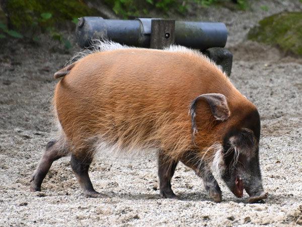 愛媛県で楽しむ狩猟：イノシシやシカが生息する山岳地帯