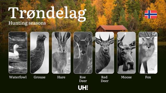 Hunting Periods and Permits in Trøndelag: A Detailed Look at Game Movement 