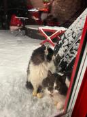 😼 Husdyr, der går udenfor om vinteren, skal være tilpasset gåture og skiftende vejr. For at tilpasse en kat til lave temperaturer bliver dens pels blødere, og den fryser ikke, og kroppen udvikler vinterimmunitet.🐈