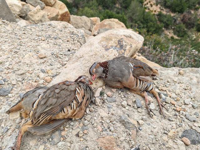 It was a wonderful hunting day 👌