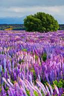 Fiordland National Park, New Zealand

Each year starting in the end of November and peaking in early December, fields of bright purple Russell Lupins bloom across New Zealand's South Island. One of the most beautiful spots to go Lupin-spotting is in Fiordland National Park, home to the equally gorgeous Milford Sound.