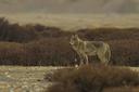 Nouveau sur le groupe, quelques photos de loups sur le plateau du Changtang (janvier2024) pas d'appâts, pas d'affut uniquement de l'approche.