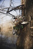 Pintail x Mallard,
Absolute unit of a hybrid, what would your go to mount look like for this stud?? 

#Pintail #Mallard #DuckHunting #WaterfowlTaxidermy #SplitReed