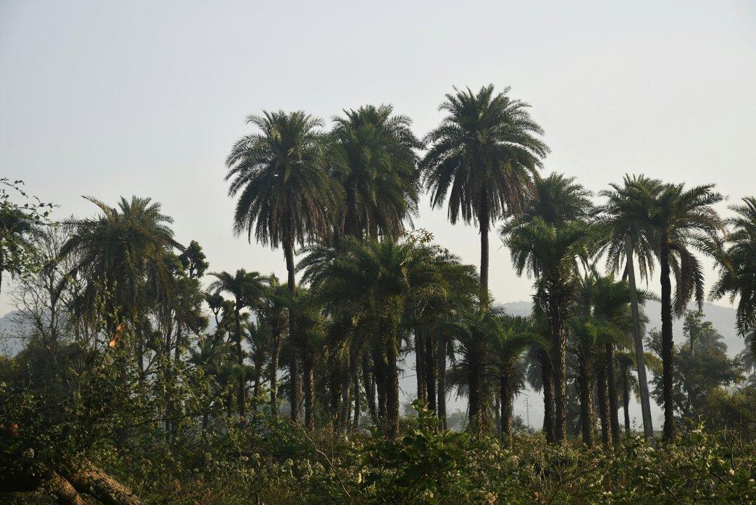 Amhara Region Hunting: A Journey into the Heart of Ethiopia – Discovering Diverse Wildlife, Unique Geography and Time-Honored Traditions