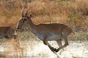 ASTANA (AFP-Jiji) — Kazakhstan on Oct. 16 said it would legalize hunting of the once-threatened Saiga antelopes to manage their population — a sensitive subject in a country where the animals are widely revered.

The government said there are currently around two million Saiga antelopes. Once threatened with extinction, the antelopes are still on the red list of the International Union for the Conservation of Nature.

“Regulation of the Saigas is necessary. This species is damaging farming,” Ecology Minister Erlan Nysanbayev told a press conference, adding that damage caused by them to farms totaled 12 million tenge ($25 million).

“There are two methods — capturing them during the day using nets and hunting them at night. I won’t avoid the question. We will also have to use the second option,” he said.

A ministry spokesman said that “up to 337,500 Saiga antelopes have to be captured or killed by November 30.”

The culling of Saiga antelopes is a frequent subject of debate in Kazakhstan.

President Kassym-Jomart Tokayev intervened last year by warning a former ecology minister about hunting the “sacred” animals.

Nysanbayev said the population had “exceeded its historical record because of an absence of natural predators.”

Saiga antelopes have a distinctive rounded snout and live mainly in the steppes of central, western and northwestern Kazakhstan.

Poaching exploded after the break-up of the Soviet Union, while dangers to the antelope population were exacerbated by a lack of water and disease.


https://japannews.yomiuri.co.jp/science-nature/environment/20231028-146235/