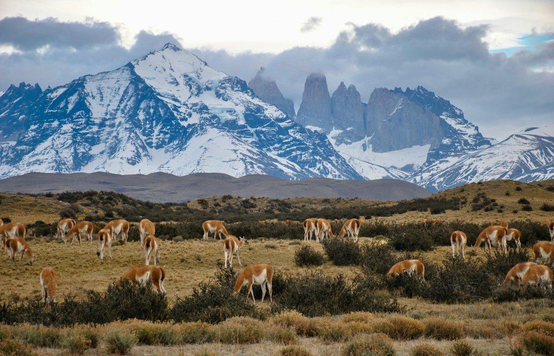Caza en la región de el Desierto de Atacama: una experiencia única en el lugar más árido de la Tierra, demografía y estadísticas de los cazadores