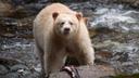 B.C. First Nations hope to protect Spirit bears with ban on black bear hunting

A ban on black bear hunting in parts of the Great Bear Rainforest has the Kitasoo Xai'xais, and Gitga'at Nations hopeful a revitalization of the species will develop, a July 19 announcement stated.

The Ministry of Forests announced a year-round black bear hunting closure from July 1, 2022, to June 20, 2024, in 8,158 square kilometres of Great Bear Rainforest between Prince Rupert and Bella Coola.

Black bears are culturally significant, and the species includes Kermode bears or Spirit bears.

In the Gitga'at language they are known as Moksgm'ol and hold traditional and economic significance to the Kitasoo Xai'xais and Gitga'at First Nations.

Spirit bears are black bears with a rare genetic mutation that turns their coat white. Around one in ten black bears have distinct white fur in these two Nations' territories, which has the highest global prevalence of the animal.

In the Kitasoo Xai'xais and Gitga'at territories, it was previously believed there were as many as 400 Spirit bears, Christina Service, a wildlife biologist with the Kitasoo Xai'xais Stewardship Authority stated. However, current research, which is still in progress, shows the number might be an overestimate. Research shows the gene that gives rise to the unusual white coat is 50 per cent rarer than was first assumed.

While it is illegal in B.C. to hunt Spirit bears, the stewardship groups from the Nations were calling for a ban on black bear hunting within portions of their territories. The premise behind this is black bears can be carrying the Spirit bear DNA, which cannot be identified just by looking at the bear.

Kitasoo Xai'xais Stewardship Authority and the Gitga'at Ocean and Lands Development submitted a proposal to the provincial government before the new hunting regulations were announced.

“Every time you shoot a black bear in this region, it could be carrying the recessive copy of the gene that produces the Spirit bear,” Doug Neasloss, chief councillor of the Kitasoo Xai'xais First Nation said.

“This hunting closure is a monumental occasion and a big step towards protecting these spirit bears that are so important culturally and economically to the region.”

Spirit bears are featured in First Nations' stories, songs and dances. They are also an important economic asset to remote communities through tourism.

Each Nation has its own eco-tourism operator in the Great Bear Rainforest bringing visitors to see the unusual white-coat black bears. The Nations receive far more revenue from bear sightings than bear hunting in the area, stated the Kitasoo Xai'xais Stewardship Authority.

“We see the hunting ban as an encouraging example of government-to-government collaboration and look forward to continuing to work with the Fish and Wildlife Branch on other regulation changes in the future,” Neasloss said.