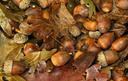 DON’T ABANDON OTHER FOODS

There’s no question deer migrate to oaks when acorns start falling, but even when a majority of their diet consists of acorns, they eat other food.

"I have a couple of food plots adjacent to some mature white oaks,” Giles said. “I see deer feeding in the plots all the time, even when there is a good acorn crop. They don’t spend nearly as much time in the food plots when there are lots of acorns, but they will certainly stop for a few bites of clover or oats on their way to or from acorns.”

The edges of bean fields also are worth hunting, but find an oak dropping acorns on the edge of that bean field and you’ve found a potential hotspot. Isolated fruit trees, native and planted, draw deer throughout the early autumn, too. Sandiford likes to find fruit-bearing persimmon trees near oaks.

“If you can get a combination of foods in a small area, you’ve got a real good place to hang a stand,” he said.

Hunting during an epic acorn crop can drive you nuts, but the sound of them hitting the forest floor really is the dinner bell. You just have to figure out where to set the table.