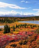 Autumn colors north of the Alaska Range 
