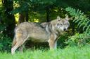 Wolf hunting is the practice of hunting wolves. Wolves are mainly hunted for sport, for their skins, to protect livestock and, in some rare cases, to protect humans. Wolves have been actively hunted since 8,000 to 10,000 years ago, when they first began to pose a threat to livestock of Neolithic human communities. Historically, the hunting of wolves was a huge capital- and manpower-intensive operation. The threat wolves posed to both livestock and people was considered significant enough to warrant the conscription of whole villages under threat of punishment, despite the disruption of economic activities and reduced taxes. The hunting of gray wolves, while originally actively endorsed in many countries, has become a controversial issue across the globe. Most people see it as cruel, unnecessary and based on misconceptions, while proponents argue that it is apparently vital for the conservation of game herds and as pest control.