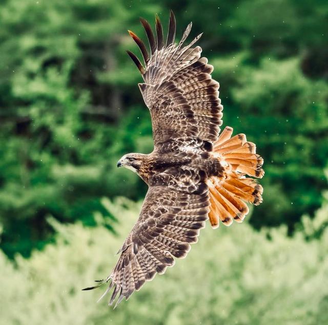 Red-Tailed Hawk: The Ideal Bird for Beginner Falconers