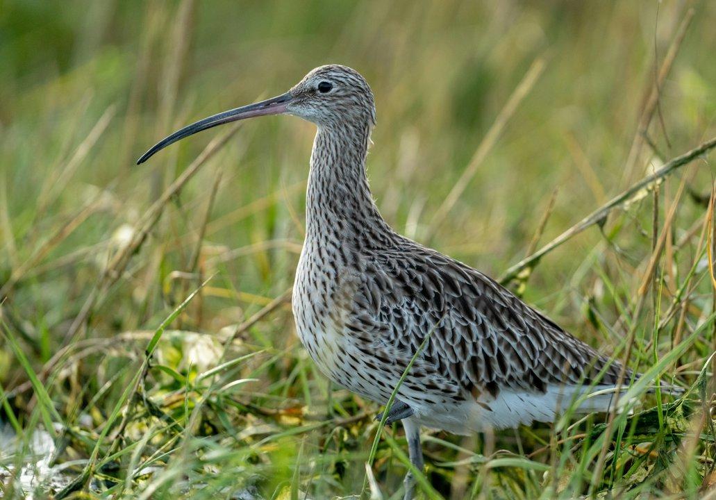 La chasse en ILLE-ET-VILAINE: Caractéristiques géographiques, saisons de chasse, faune régionale et législation