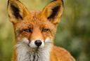 Foxes are mammals that look like small, bushy-tailed dogs