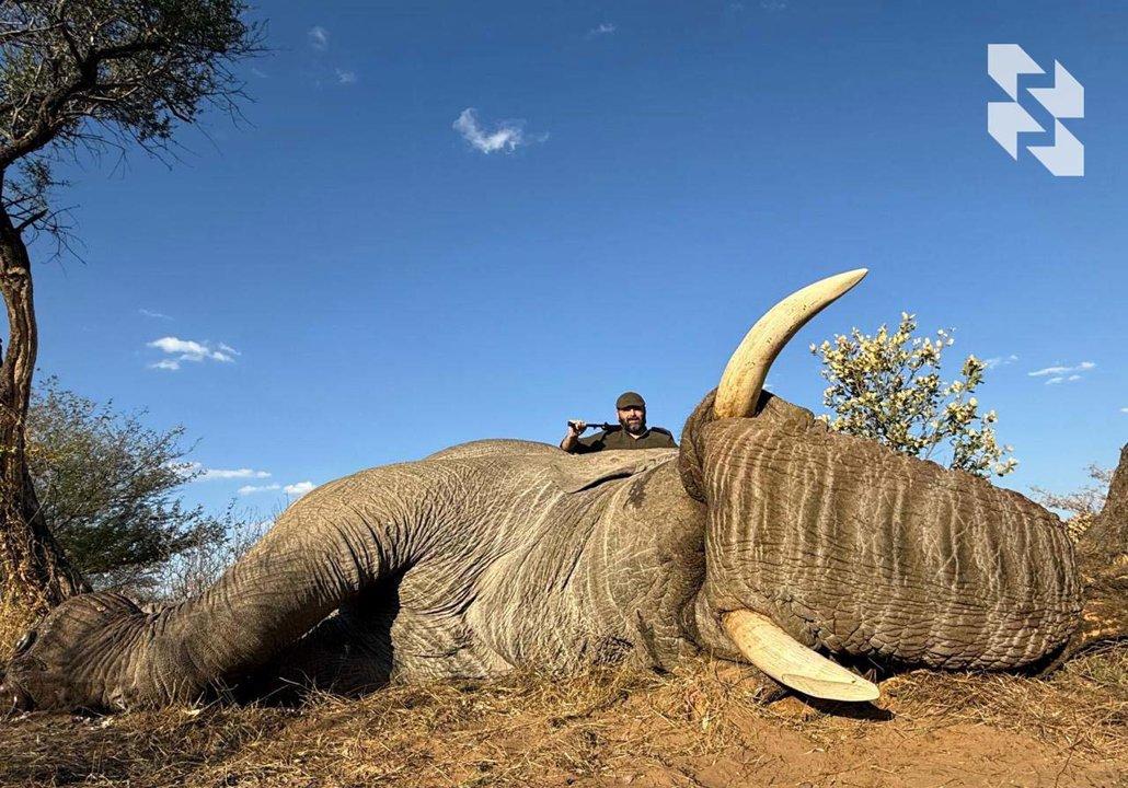 We got an elephant!