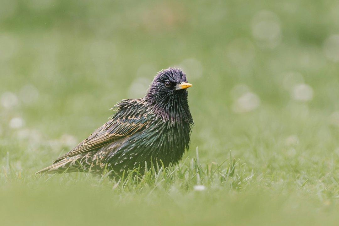 La chasse en NIÈVRE: Caractéristiques géographiques, types de chasse, espèces présentes et réglementation  