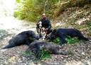 Beagle & boar